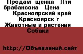  Продам  щенка   Пти  брабансона › Цена ­ 20 000 - Красноярский край, Красноярск г. Животные и растения » Собаки   